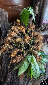 Củ Sâm ngọc Linh cổ dài vùi rừng 3-4 mắt 1 Củ cắt lá siêu già 1kg 10 củ