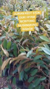 Bibit Durian Musang King & Bawor Duri Hitam Montong S.Tembaga Bersertifikat – Tinggi 12-15 METER