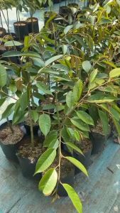 Bibit Durian Siap Berbuah Bawor Tinggi 60 cm Stek Okulasi