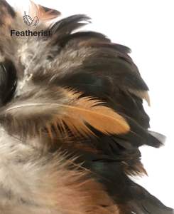 1 Yard DIY Feathers | Bilog | Arts and Crafts | Authentic Chicken Feathers