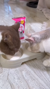 Sữa tươi cho chó mèo Doggyman Cattyman Hộp 200ml