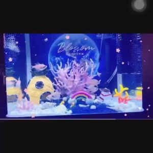 Rạn San Hô Nhiều Mẫu Đẹp Mắt Phổ Biến Tô Điểm Không Gian Thực Vật Sống Dưới Nước