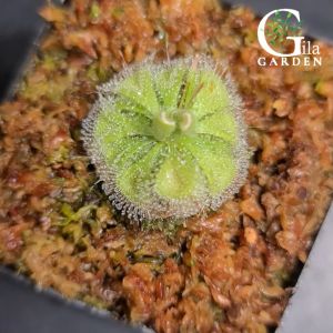 Drosera Burmannii Alba Diamond [Sundew Drosera][Carnivorous Plants][GILAGARDEN]
