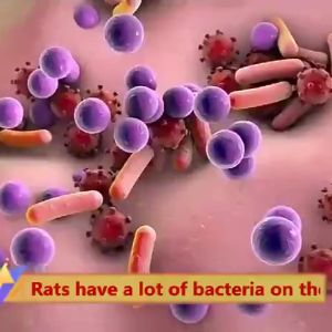 [Rats die outdoors] Rat repellent pills for home ubat tikus paling berkesan 100% repel rats/cockroaches/ants for rats Powerful rat repellent for home rat off pills original rat killer bait poison killer moth balls pellet anti rat for car TWO-year lasting