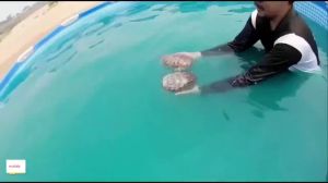 🏊♀️ซื้อ 1 แถม 1 🏊♀️ ผงเปลี่ยนสีน้ำ ผงสีฟ้าใส่น้ำ ผงน้ำสีฟ้า สีน้ำเทียม 1 ถุงผสมน้ำ 12-15 ตัน ผงทำสีฟ้าน้ำทะเล ผงบลูซี