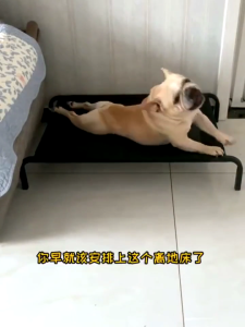 SiamHome Elevated Pet Bed Dog Bed Cat Bed Bigger Size Breathable Cooling Mesh Steel Frame House Anti Skin Disease Tempat Tidur Peliharaan 宠物床