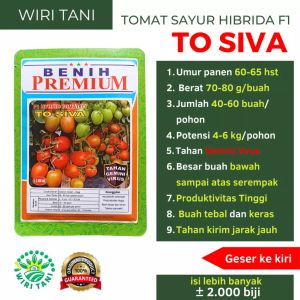 Benih Tomat Hibrida F1 TO SIVA ± 2.000 Biji Benih Premium | Benih Tomat Premium | Bibit Tomat sayur | Tomat Tahan Virus | Tomat Tahan Kirim | Tomat Produktifitas Tinggi | Tomat Besar |Tomat Bagus