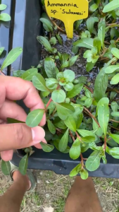 Ammannia sp. ‘Sulawesi’ Live Aquarium Plant | Red Stem Aquascaping Plant | Pokok Air