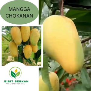 Bibit Mangga Chokanan Okulasi – Cepat Berbuah Manis Harum Tinggi 50–70 cm – Siap Tanam