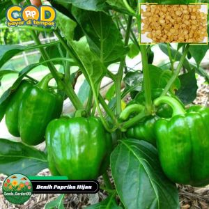 10 BUTIR BIJI/BENIH TANAMAN PAPRIKA HIJAU