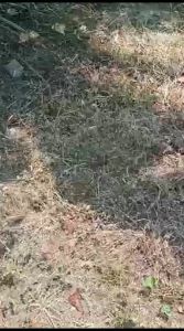 PEMBASMI RUMPUT LIAR ILALANG dan GULMA 500ml | Praktis membasmi rumput liar