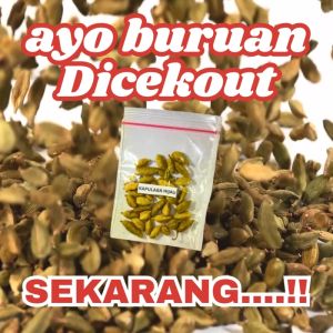 Kapulaga India Hijau Premium / Green Cardamom Kapol Hijau Kapulaga ijo Bumbu Dapur Rempah Nusantara