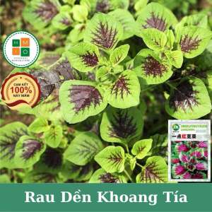 Hạt giống rau dền tía