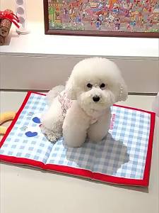 Pet Cooling Mat Waterproof Four Seasons