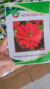 (Gói 100 hạt) Hạt Giống Cúc Lá Nhám Lùn F1 ZIN521 THẾ GIỚI GIỐNG HOA - Hoa màu đỏ cherry