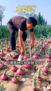 PROMO!!! benih bawang bombai merah import benih bawang bombai kemasan pabrik benih bawang bombay jumbo