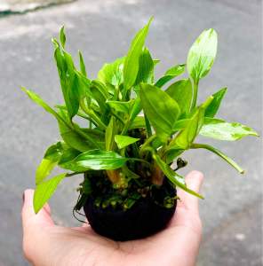 Lan nước gắn sẵn giá thể - cây thuỷ sinh cắt cắm trang trí bể cá thuỷ sinh
