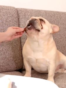 My Dog Nutrition Dental Sticks Dentastix Dentastick Pet Dog Snack Pet Dog Treats 210g