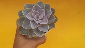 ต้นไม้อวบน้ำ กุหลาบหิน อิชิเวเรีย แพร์เลอฟอนเนือร์นแบร์ก Echeveria Perle Von Nurnberg - ถูกต้องสำหรับสุขภาพผิวหน้า รายละเอียดสำหรับการมองหาตัวเองด้วยต้น
