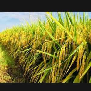 BIBIT PADI AGT 303 SUPER UNGGUL BERKUALITAS kemasan 1KG