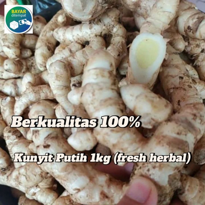 Kunyit Putih Temu Putih Segar 1kg Curcuma Zedoaria Lazada Indonesia 9945