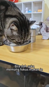 Purina Fancy Feast Royale Cat Canned Food Makanan Kucing Tin 猫主食罐头 (85g) Wet Food WH