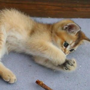 【READY-STOCK】Cat Christmas Series Pet Toy Cat Interactive Christmas Cat Molar Stick Toothbrush 圣诞猫咪木天蓼玩具 猫木天蓼 宠物圣诞玩具