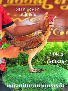 ไข่เชื้อไก่ชน แม่พันธุ์พม่าแข่งหน้า(รับประกันเชื้อทุกกรณี) ส่งด่วน
