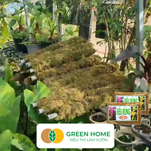 Rêu Rừng Trồng Lan GreenHome Newzita Gói 100gr Đã Qua Xử Lý Giá Thể Giữ Ẩm Tốt Kháng Khuẩn Tự Nhiên Trồng Lan Kiểng Lá