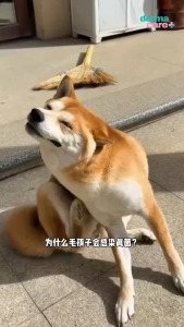 DERMACARE Cat Dog Small Animals Skin Treatment Daily Hygiene Grooming Cleaning Skin Care for Healthy Skin & Fur