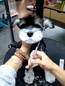 Professional PET SET GROOMING SCISSORS Cutting Thinning Scissors Stainless Steel Pet Dog Grooming Scissors Kit Cat SCISSORS