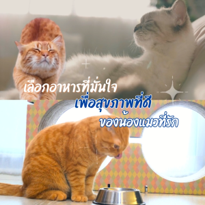 ROTTO Adult Cat Food อาหารแมวโต ร๊อตโต้ 5 กิโลกรัม รสปลาทู เม็ดเล็ก ไม่เค็ม ไม่ใส่สี มีโปรตีนจากปลา โภชนาการครบถ้วน แมวชอบ