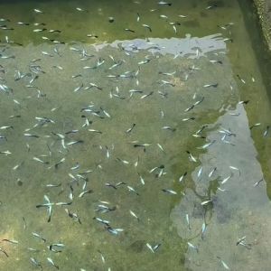 Guppy Ivory green x5 pcs (2Male + 3Female)