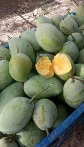 Mangga Indramayu 1kg stock melimpah