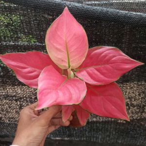 AGLONEMA MURAH PINK CATRINA DEWASA DAUN 789+++