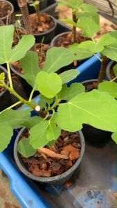 #มะเดื่อฝรั่งจินโอเฟน jin ao fen สายพันธุ์จีน กระถาง 6  นิ้ว