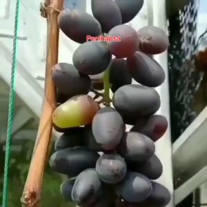 Bibit Anggur Gozv Asli Hasil Grafting