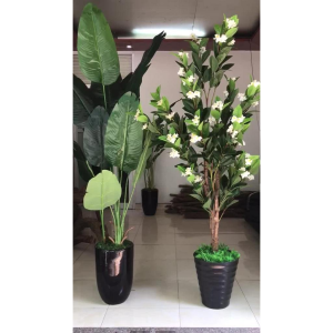 Chậu cây hoa nhài 1m8