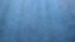 Premium Cat Lickable Treats & Essential Nutrients