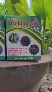 [Freeship Max] TRICHODERMA MEKONG 3 chủng vi sinh dùng ủ phân bón bón gốc gói 1kg_VTNN TRUNG THIEN THINH