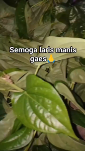 1 Kg Daun Sirih Segar / 500 Gram Daun Seureuh Segar Alami