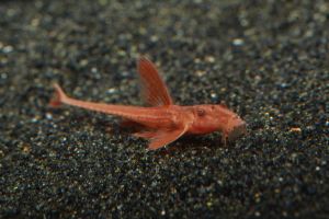 Red Lizard Whiptail Catfish/Ornamental fish/Freshwater/Readystock