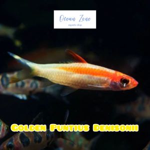 【Ocean Zone】Golden Puntius denisonii (8cm-9cm) – 1pc/2pcs/3pcs (Live Fish with DOA) 金一眉道人