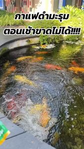 กาแฟดำผสมผงมะรุม อาราบิก้า100% รีญาเฮิร์บ 1ห่อ/30ซอง