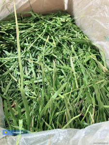 Dried Timothy Grass for Chewing Rabbits Chinchillas Guinea Pigs 750g
