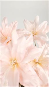 Lily Tangkai Panjang Cabang 3 Bunga Lili London Heart Star Magnolia Kamboja Lily Tiger Palsu Artficial Tanaman Hias Dekorasi Pelamaninan Bucket Hiasan Pojok Ruangan Rumah Cafe Hotel Import Premium Murah Artifisial