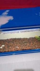 Akuarium Ukuran 30 X 17 X 16