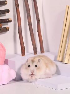 คุ๊กกี้ทิมโมธี ไผ่หวาน ไม้แอปเปิ้ล สำหรับสัตว์เลี้ยงฟันแทะ กระต่าย ชูการ์ แฮมเตอร์ แพรี่ด็อก ชินชิลล่า กระรอก ลับฟัน ของเล่นกระต่าย ขนมกระต่าย