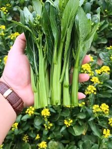 CHOY SUM SEEDS / (600SEEDS) TSOI SUM SEEDS / CHOI SUM SEEDS