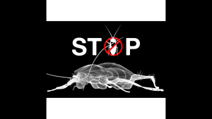 SYNGENTA ADVION COCKROACH BAIT ARENA BAIT STATION COCKROACH KILLER